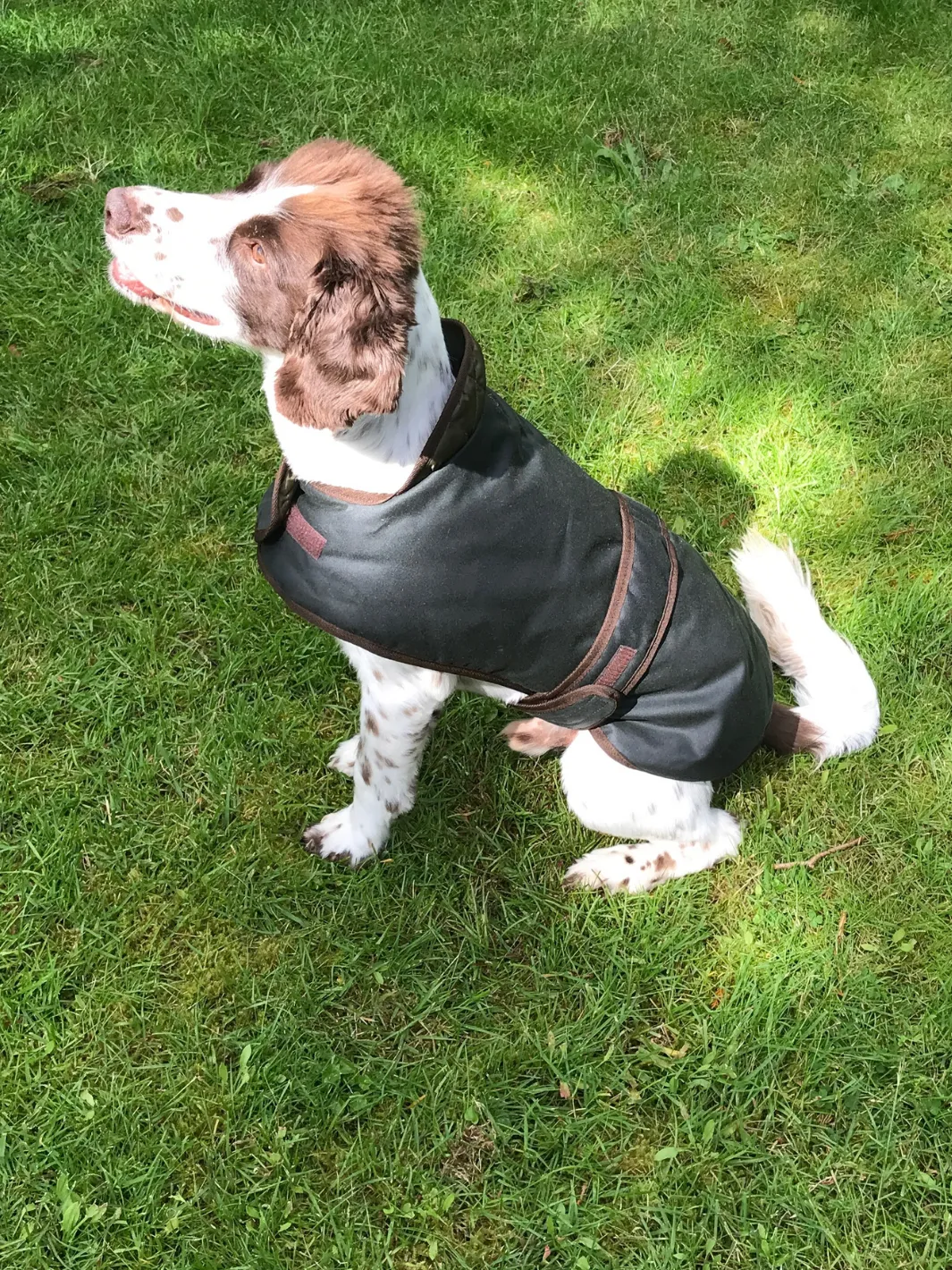 Dog Coat - Sage Wax